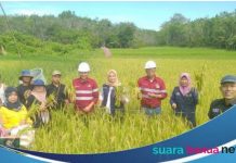 Panen perdana, Kelompok Tani Karya Mandiri Mataraman hasilkan 4,8 ton benih unggul Cakra Buana dalam 1 hektarnya