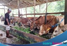 Jelang Idul Adha 2023, penjual hewan kurban di Cindai Alus Martapura, kebanjiran pesanan