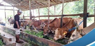 Jelang Idul Adha 2023, penjual hewan kurban di Cindai Alus Martapura, kebanjiran pesanan