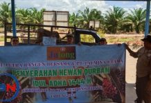 Idul Adha 1444 H, perusahaan sawit bagikan hewan kurban kepada enam desa di Batola