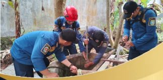 Petugas Damkar, evakuasi bangkai kucing yang terjebak di sumur warga