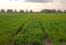 Ratusan hektar areal tanaman padi di Jejangkit Kabupaten Batola, terancam kekeringan