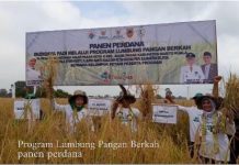 Program Lumbung Pangan Berkah, panen perdana di Desa Anjir Pasar Batola