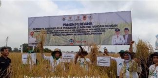 Program Lumbung Pangan Berkah, panen perdana di Desa Anjir Pasar Batola