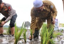 Pastikan ketersediaan pangan, Wakil Bupati Habib Idrus Al-Habsyie dan Forkopimda, lakukan tanam padi di Desa Sungai Rangas