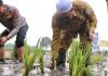 Habib Idrus Al Habsyie lakukan penanaman padi di Desa Sungai Rangas Martapura Barat