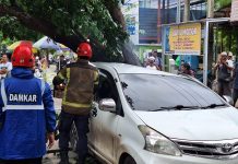 Usai di parkir pemiliknya, sebuah minibus di Martapura tertimpa pohon tumbang