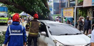 Usai di parkir pemiliknya, sebuah minibus di Martapura tertimpa pohon tumbang