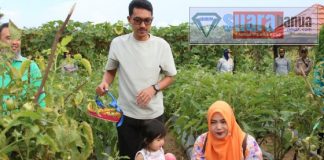 Manfaatkan lahan perkarangan, TP PKK Kabupaten Banjar panen sayuran di kebun percontohan