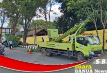 Sejumlah pohon yang dianggap melindungi area proyek lampu merah ATCS, dipangkas petugas DLH
