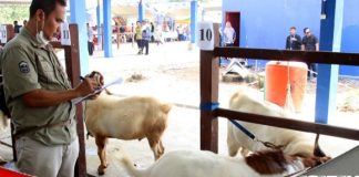 Kontes ternak meriahkan acara peresmian Pasar Hewan Karang Intan