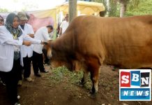 Presiden Jokowi sumbang satu ekor sapi untuk kurban di Masjid Agung Al Karomah Martapura