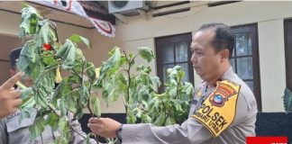 Polisi musnahkan sejumlah pohon Kecubung di Banjarbaru, 4 orang pasien mabuk Kecubung dinyatakan normal