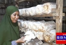 Pembudidaya Jamur Tiram di Desa Danda Jaya keluhkan serangan Hama Gurem