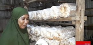 Pembudidaya Jamur Tiram di Desa Danda Jaya keluhkan serangan Hama Gurem