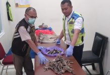 Petugas Bandara Syamsudin Noor Banjarmasin, gagalkan ‘penyeludupan’ komoditas perikanan yang dilindungi