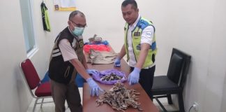 Petugas Bandara Syamsudin Noor Banjarmasin, gagalkan ‘penyeludupan’ komoditas perikanan yang dilindungi