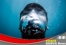 Waspadai tanda tanda depresi dan risiko bunuh diri