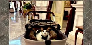 Bobby the cat, dari Kartanegara ke Istana Negara