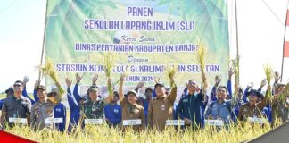 Kegiatan Sekolah Lapang Iklim di Sungai Bantang, ditutup dengan acara panen padi bersama