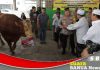 Kapolda Kalsel serahkan empat ekor sapi untuk momen 5 Rajab di Sekumpul