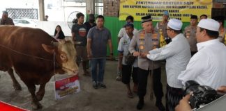 Kapolda Kalsel serahkan empat ekor sapi untuk momen 5 Rajab di Sekumpul