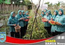Sayuran hasil kebun PKK Desa Bincau, bantu ketersediaan bahan baku untuk program makan gratis