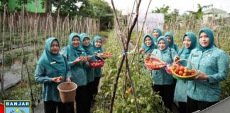 Sayuran hasil kebun PKK Desa Bincau, bantu ketersediaan bahan baku untuk program makan gratis