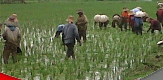 Lahan pertanian produktif menyusut, pemerintah jangan ‘gampang’ memberikan izin alih fungsi lahan produktif