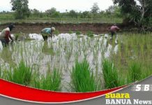 Dorong sektor pertanian dan berdayakan petani milenial, Tapin cetak 564 hektar sawah rakyat