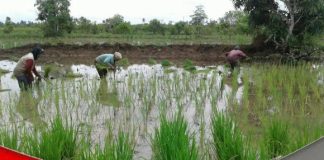 Dorong sektor pertanian dan berdayakan petani milenial, Tapin cetak 564 hektar sawah rakyat