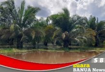 Ribuan hektar lahan sawit plasma di Tamban dan Mekarsari direndam air