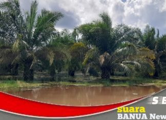 Ribuan hektar lahan sawit plasma di Tamban dan Mekarsari direndam air