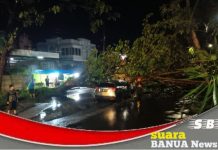 Sebuah mobil tertimpa pohon tumbang saat melintas di kawasan jalan Trikora Banjarbaru