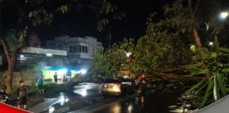 Sebuah mobil tertimpa pohon tumbang saat melintas di kawasan jalan Trikora Banjarbaru