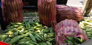 Perkuat ketahanan pangan nasional, pemerintah tetapkan HPP Jagung Rp 5.500 perkilogramnya