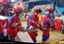 Ngeri! Berkeliaran di pemukiman warga, ratusan ular dievakuasi petugas DPKP Banjar