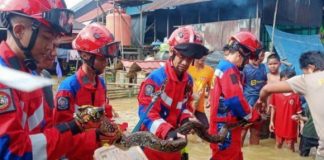 Ngeri! Berkeliaran di pemukiman warga, ratusan ular dievakuasi petugas DPKP Banjar