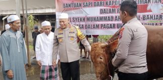 Kapolda Kalsel serahkan sapi limousine untuk kegiatan haul Datu Kelampaian ke 219