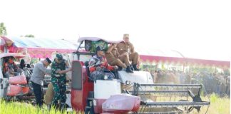 Panen raya serentak bersama presiden , bupati Batola ucapan terima kasih : Batola salah satu lokasi panen