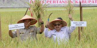 Wakil Bupati Banjar H. Said Idrus panen raya di Desa Lok Tangga : penting ! dilakukannya regenerasi petani