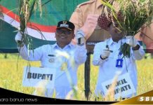 Bupati Tabalong HM.Noor Rifani panen raya di Desa Pangelak bersama forkopimda