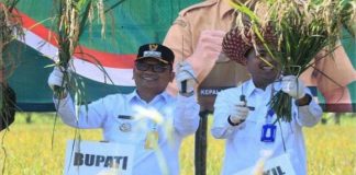 Bupati Tabalong HM.Noor Rifani panen raya di Desa Pangelak bersama forkopimda
