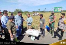 Panen raya padi di Desa Cukan Lipai, bupati HST Samsul Rizal serius bangun sektor pertanian