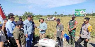 Panen raya padi di Desa Cukan Lipai, bupati HST Samsul Rizal serius bangun sektor pertanian