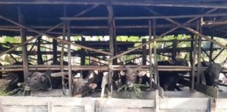 Jelang Idul Adha, daya beli masyarakat terhadap hewan kurban menurun dibanding tahun sebelumnya