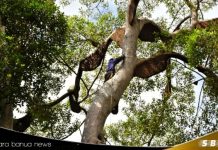 Madu Sialang Siak: Emas tersembunyi dari hutan tropis yang mendunia