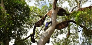 Madu Sialang Siak: Emas tersembunyi dari hutan tropis yang mendunia