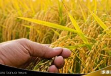 Produksi beras Indonesia melonjak, singkirkan negara ASEAN lain