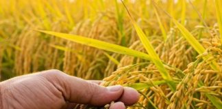 Produksi beras Indonesia melonjak, singkirkan negara ASEAN lain